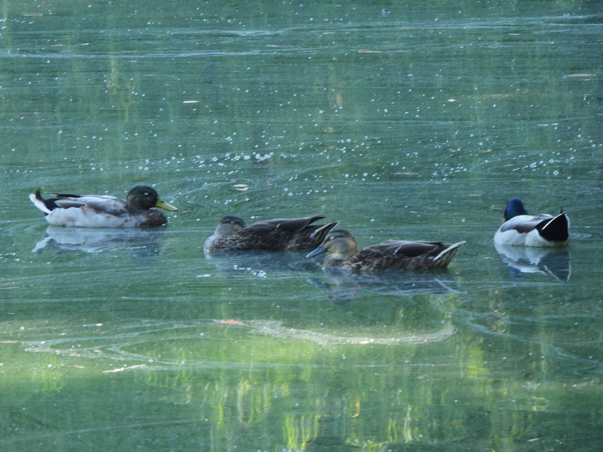 Mallard - ML642032617