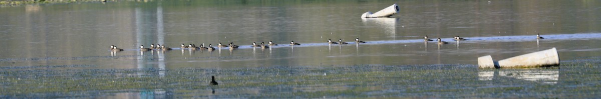 Ruddy Duck - ML642032620
