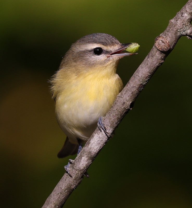 Philadelphia Vireo - ML642032643