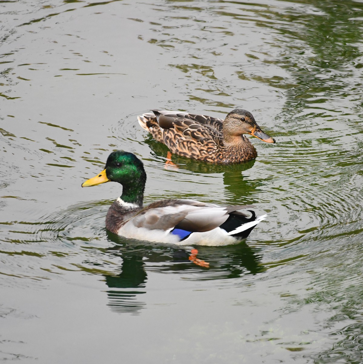 Mallard - ML642032650