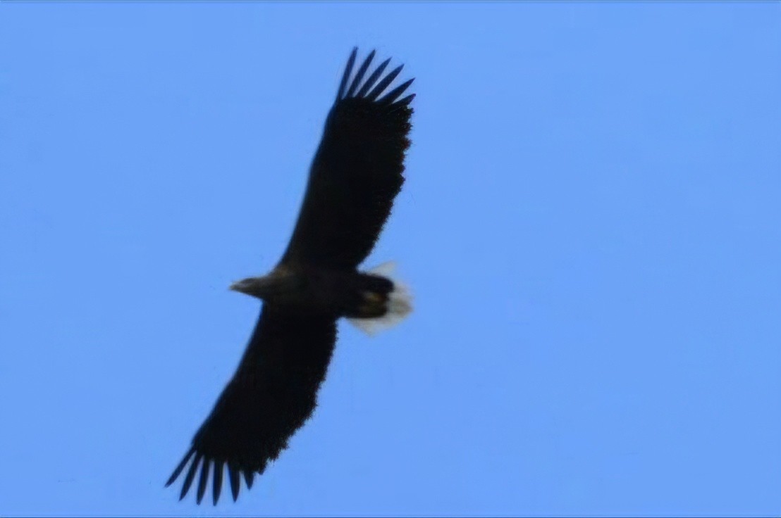 White-tailed Eagle - ML642032653