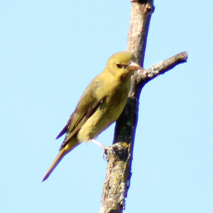 Piranga Escarlata - ML642032661