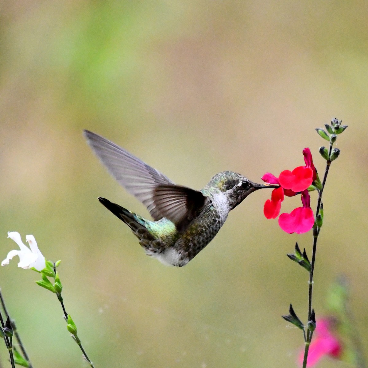 Anna's Hummingbird - ML642032674