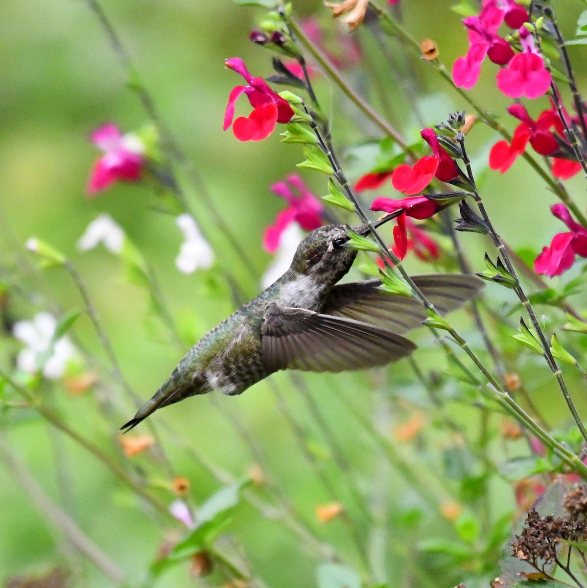 Anna's Hummingbird - ML642032676