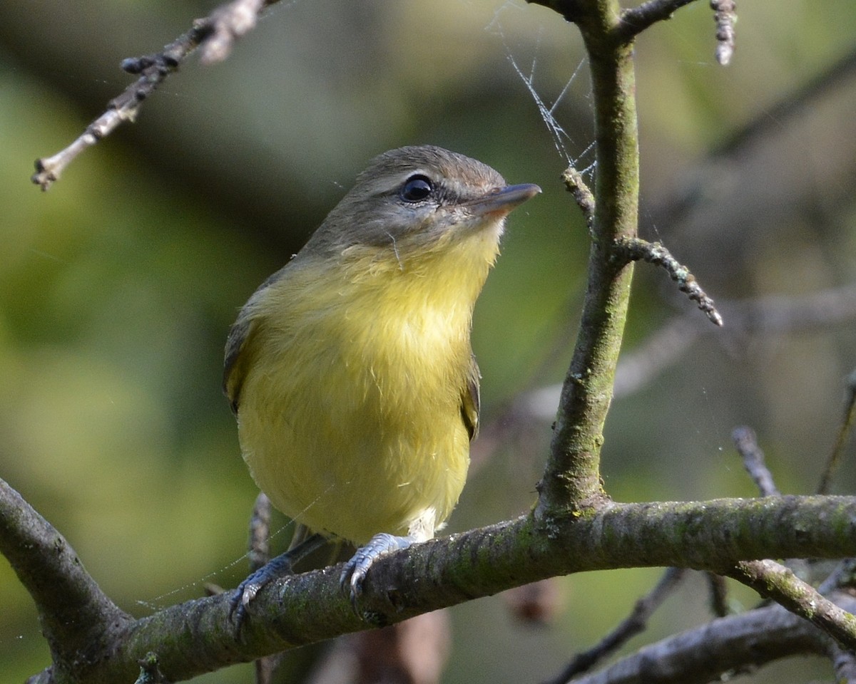 Philadelphia Vireo - ML642032680