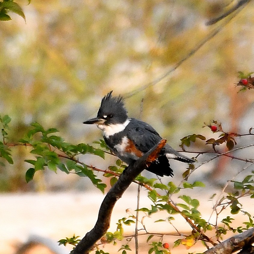 Belted Kingfisher - ML642032682
