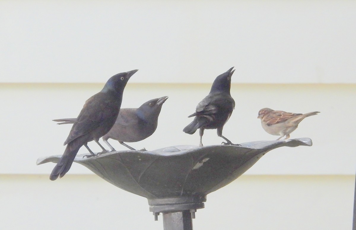 Common Grackle - ML642032683