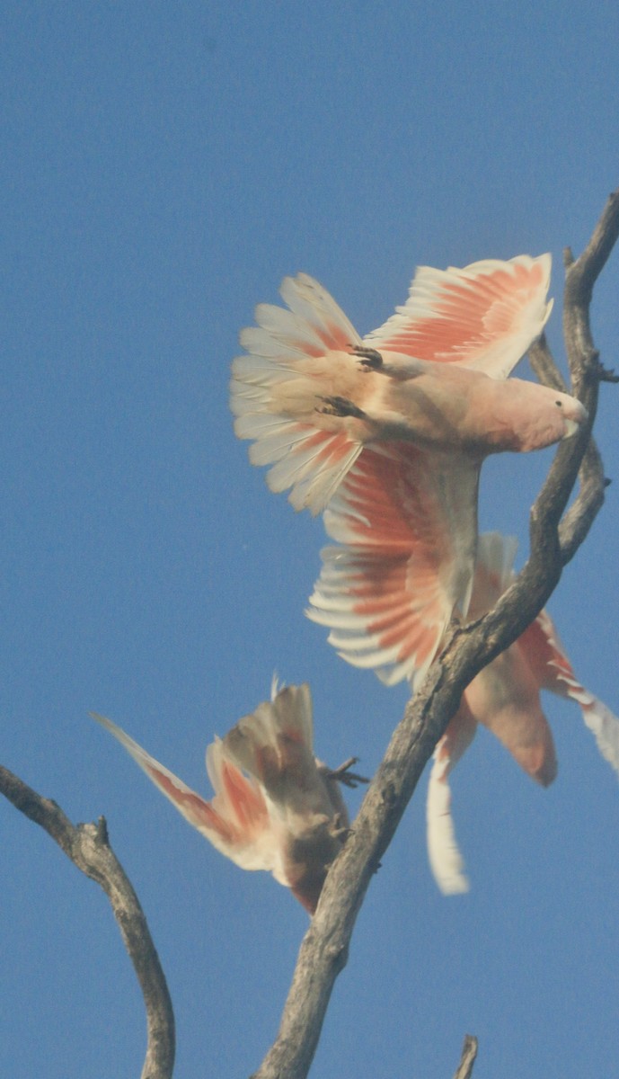 Pink Cockatoo - ML642032690