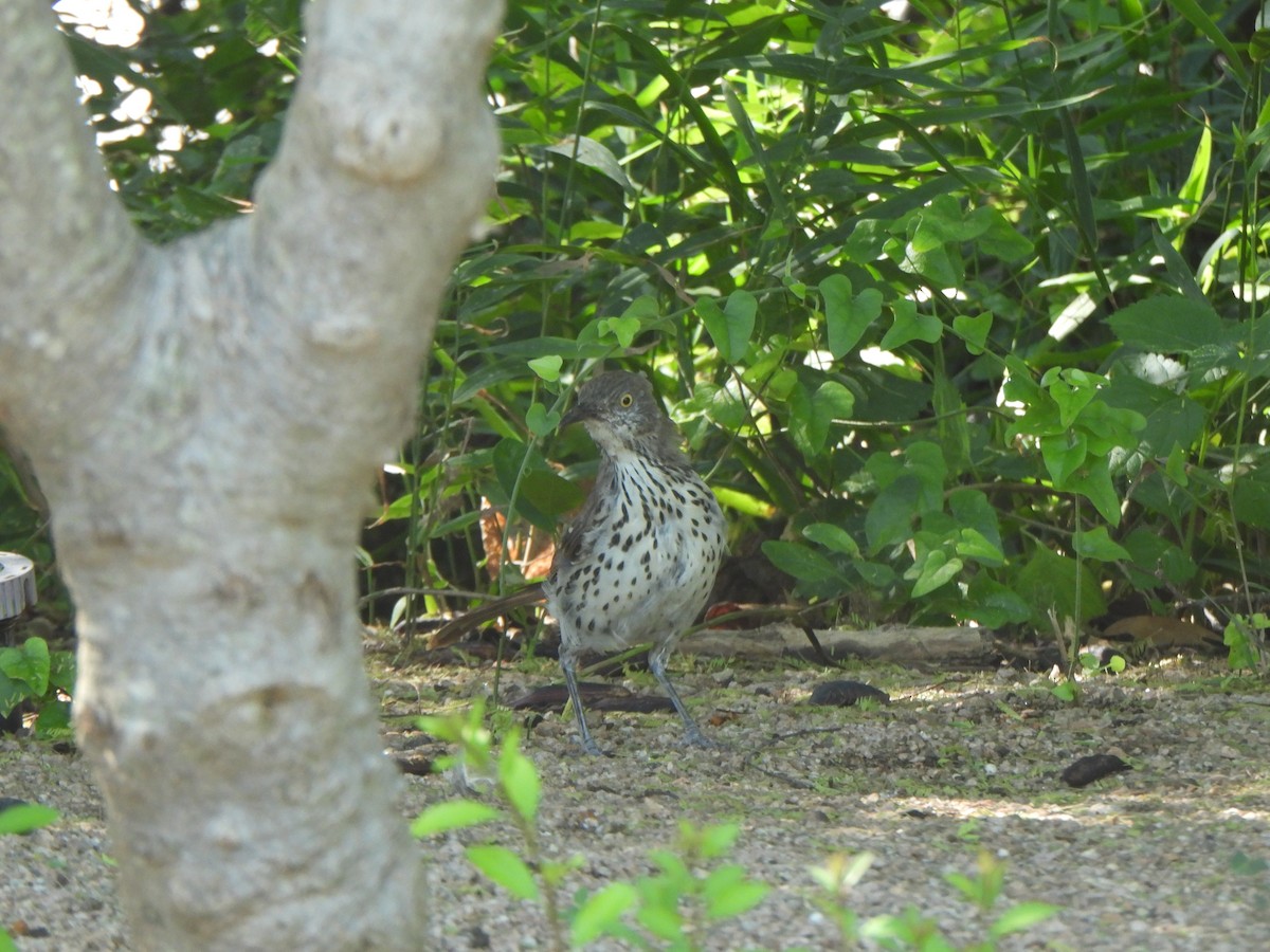 Long-billed Thrasher - ML642032691