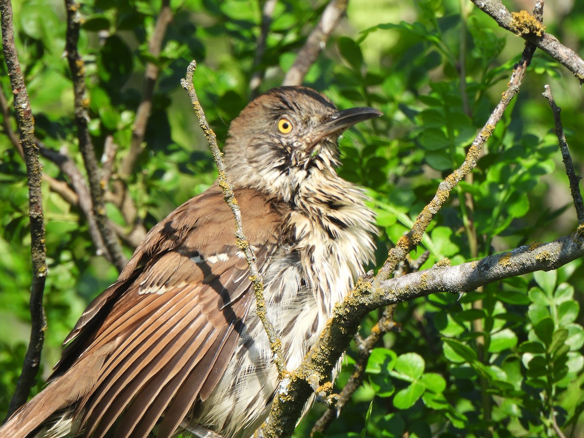 Long-billed Thrasher - ML642032692