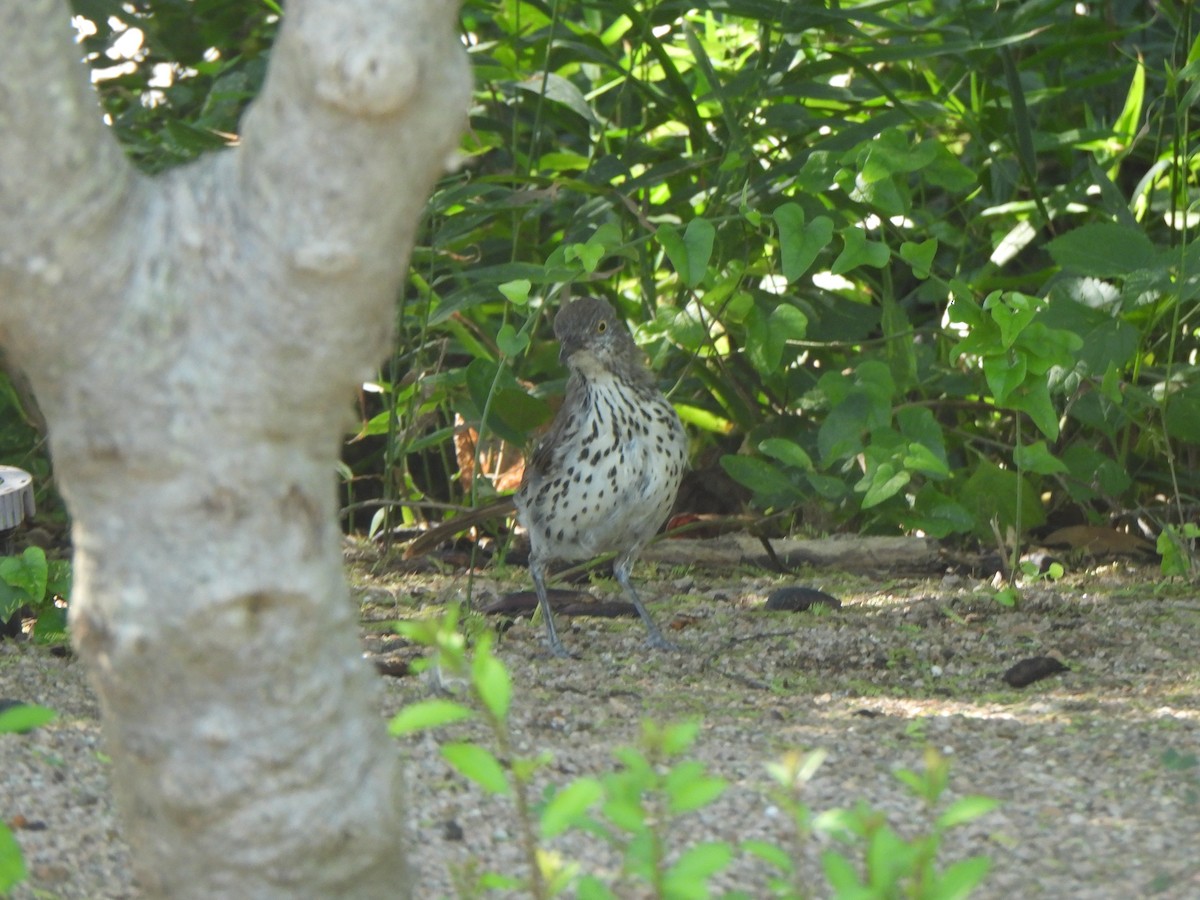 Long-billed Thrasher - ML642032694