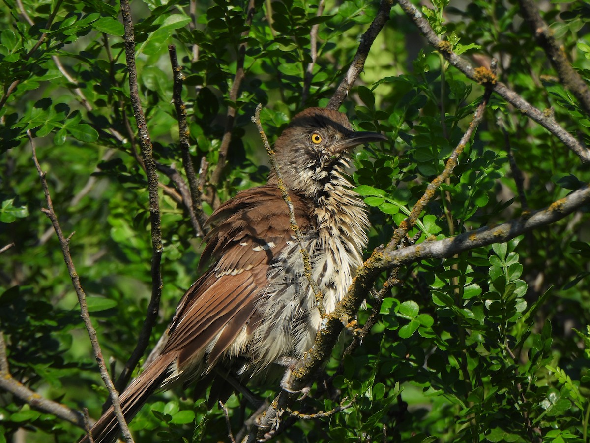 Long-billed Thrasher - ML642032696
