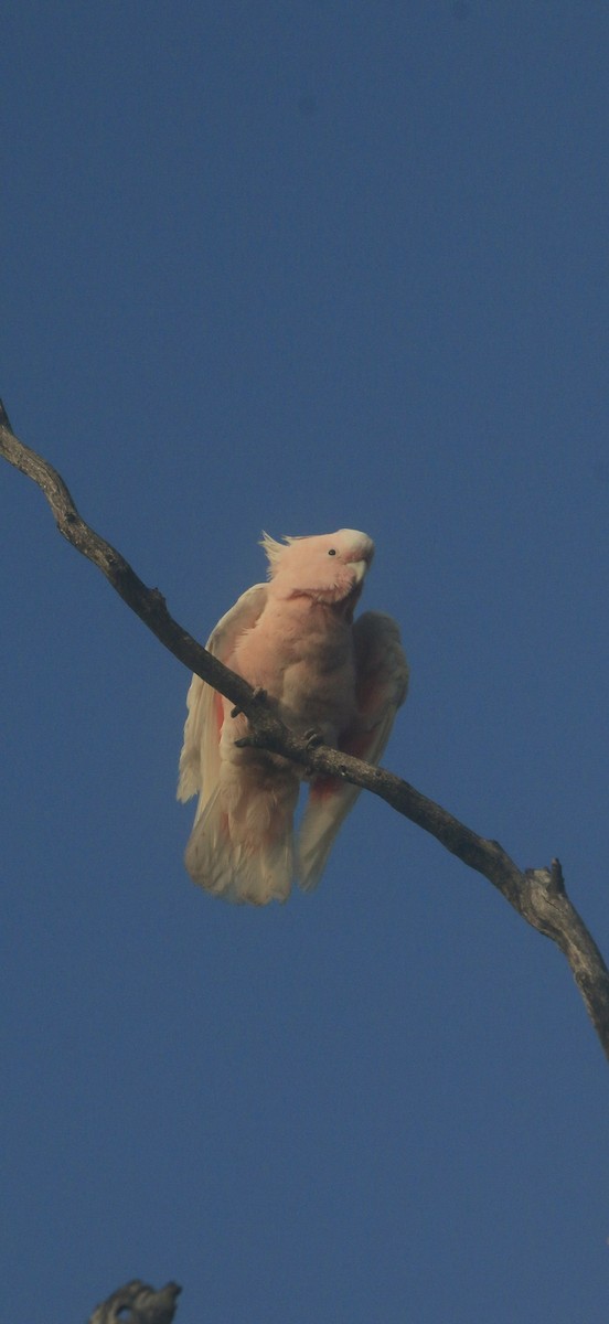 Pink Cockatoo - ML642032697