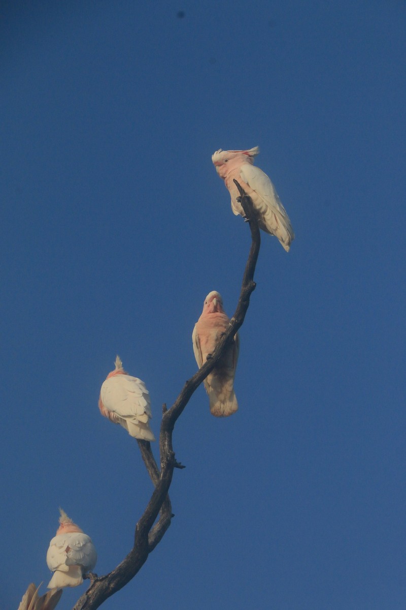 Pink Cockatoo - ML642032700