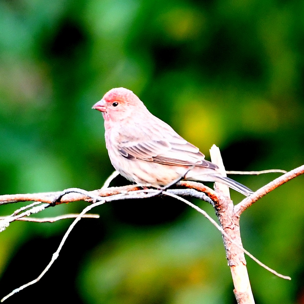 House Finch - ML642032702
