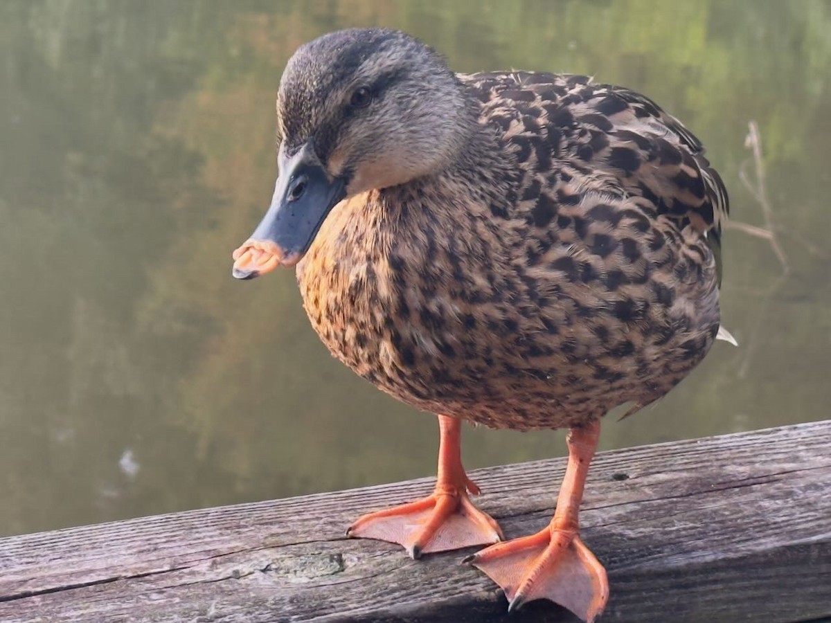 Mallard - ML642032734