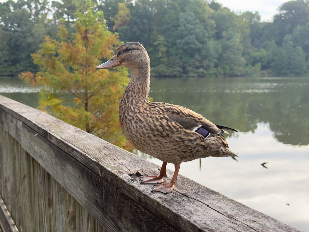 Mallard - ML642032735