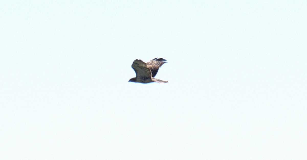 Red-tailed Hawk - ML642032738