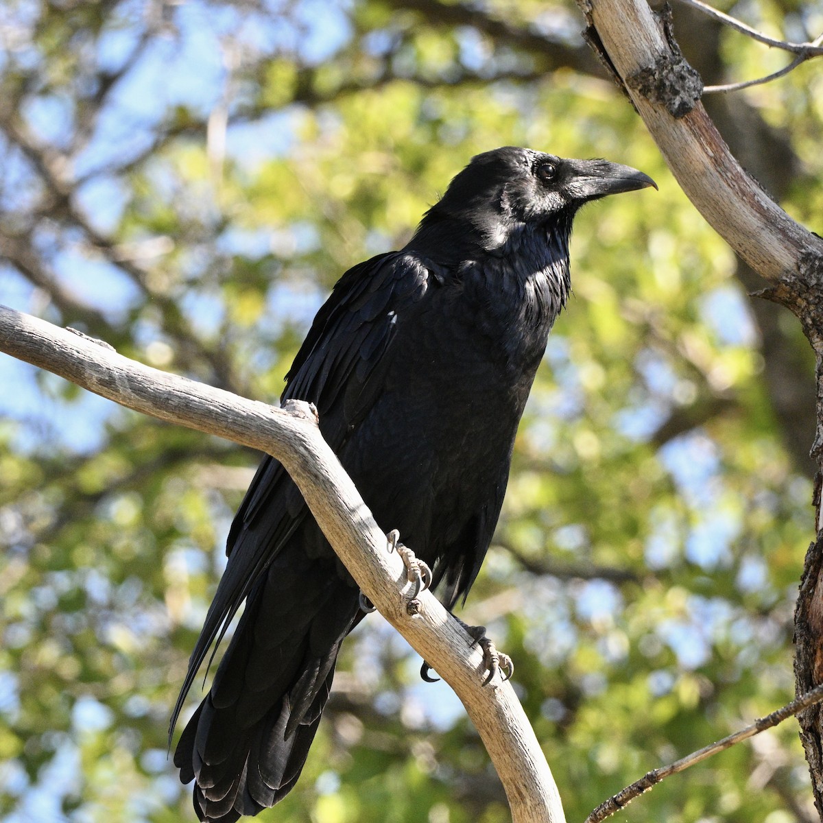 Common Raven - ML642032771
