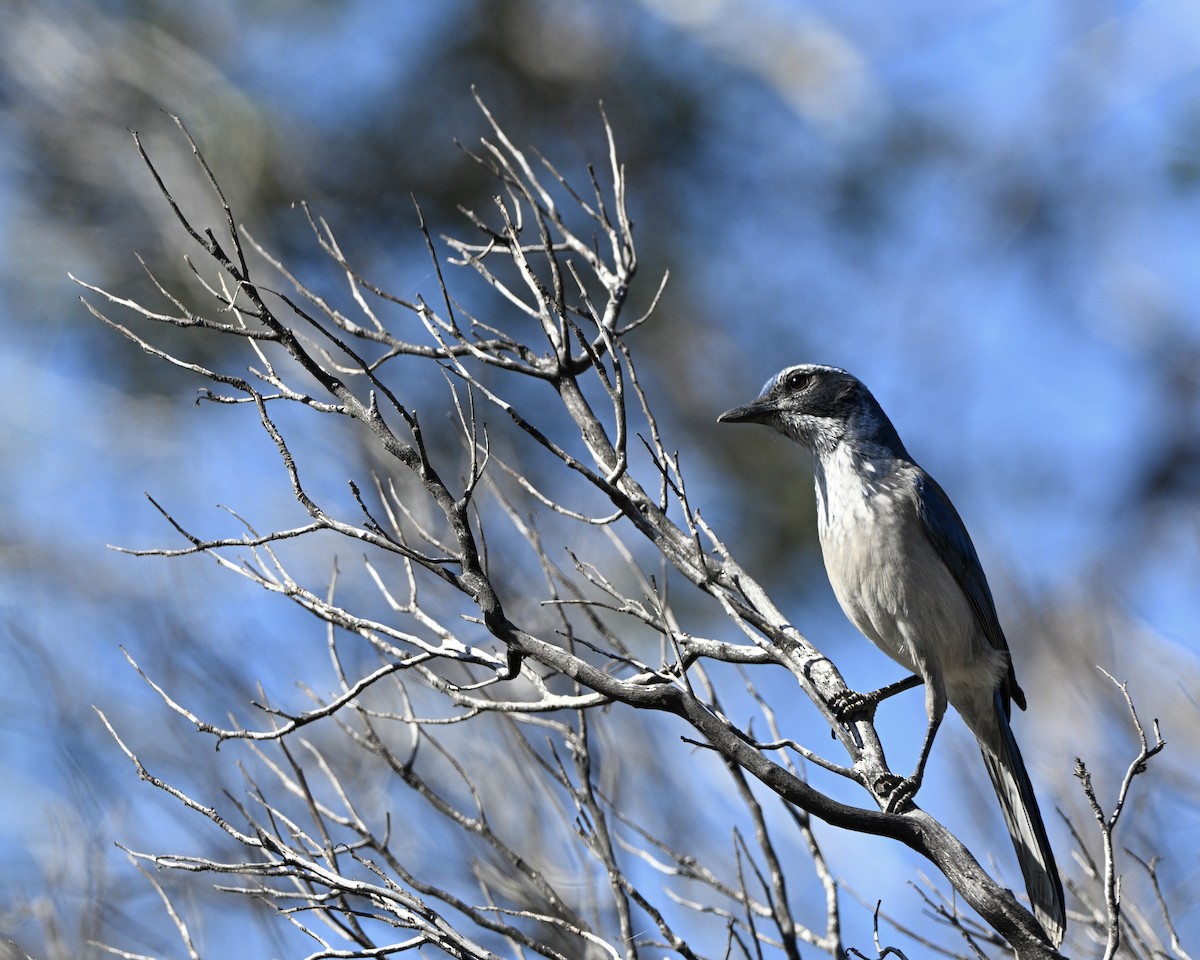 California Scrub-Jay - ML642032774