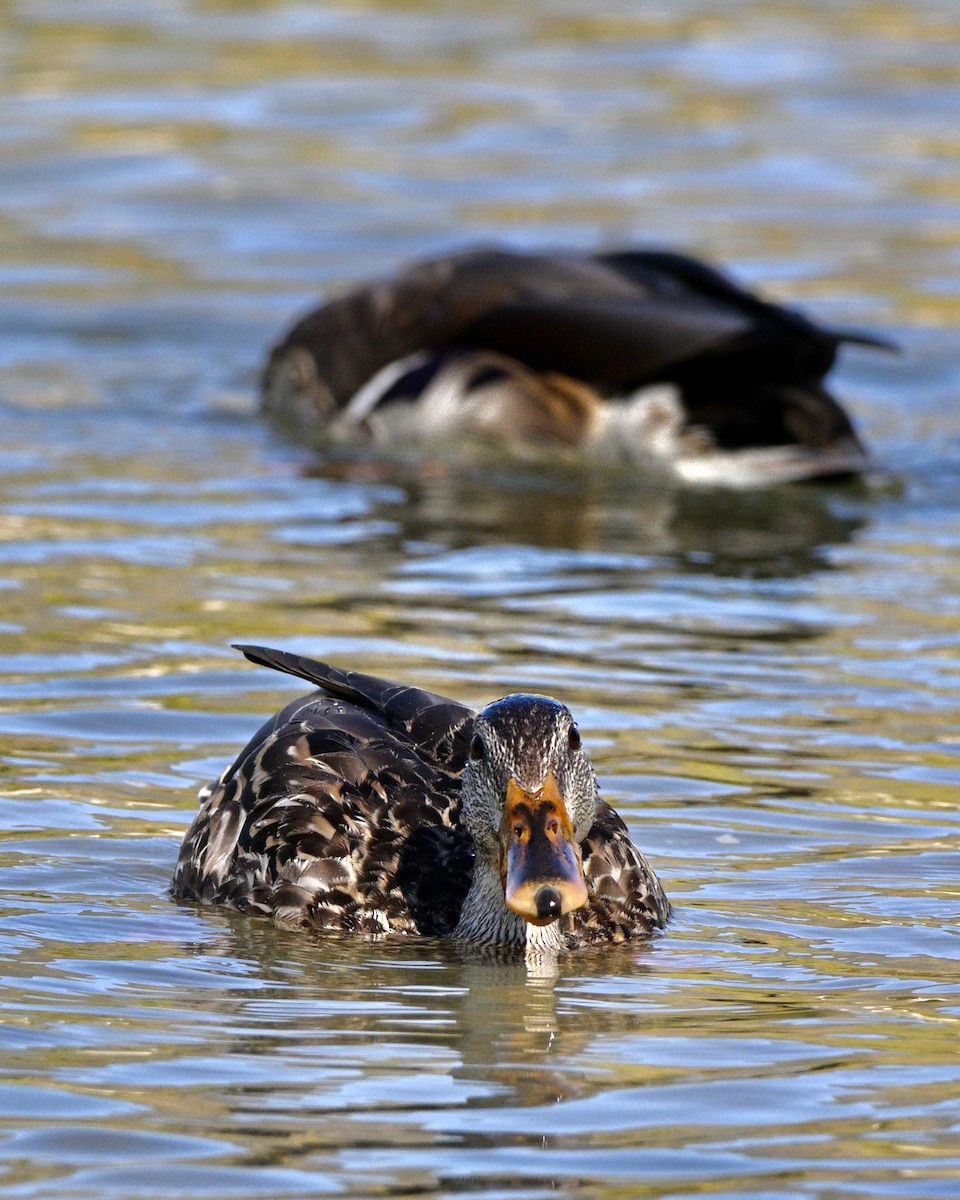 Mallard - ML642032783