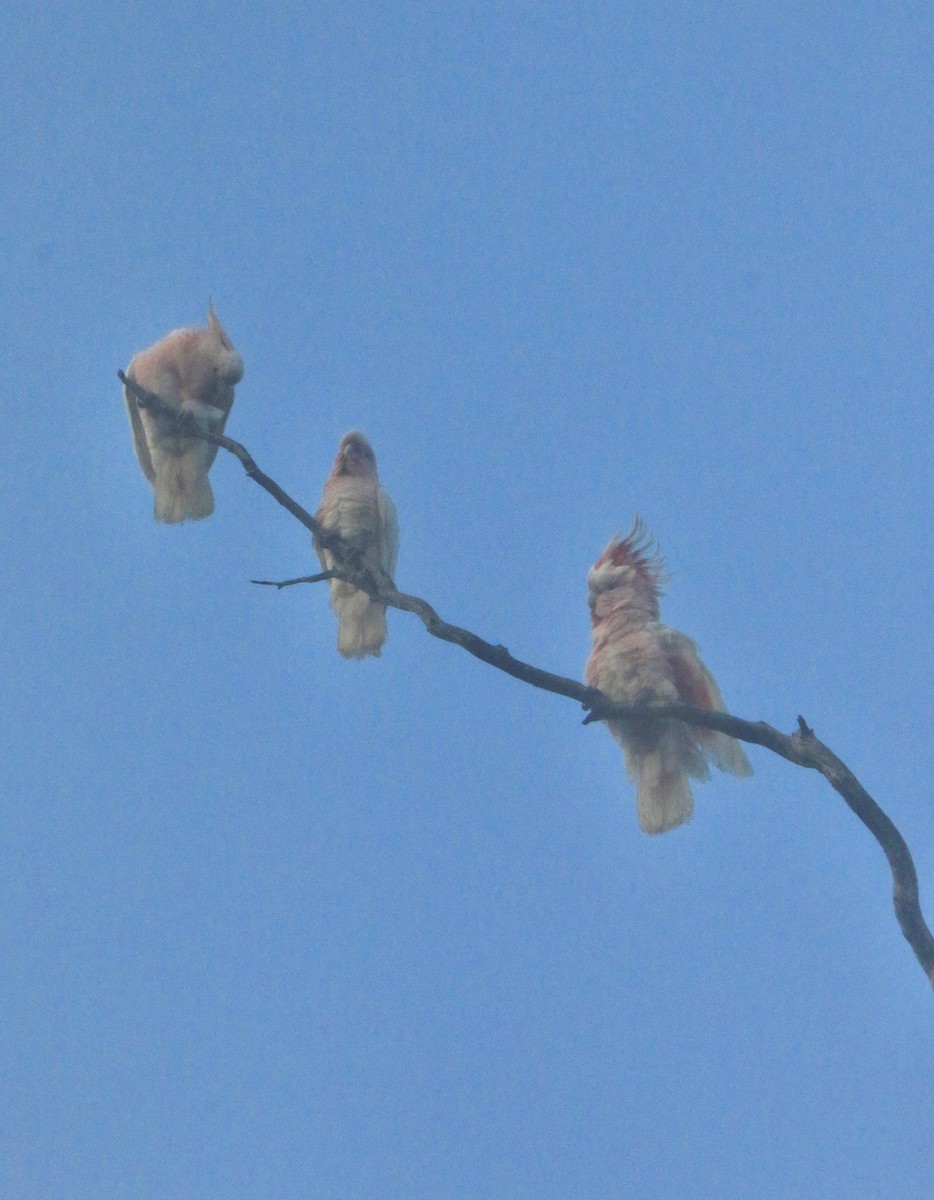 Pink Cockatoo - ML642032786
