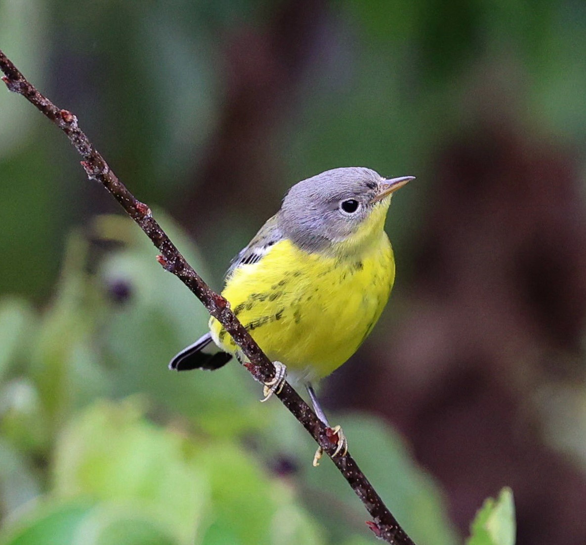 Magnolia Warbler - ML642032796