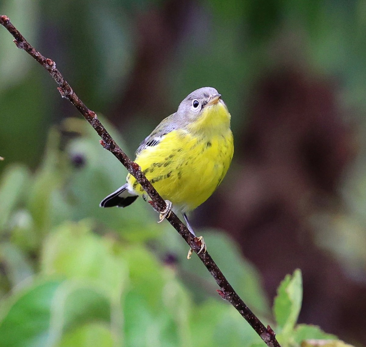 Magnolia Warbler - ML642032797