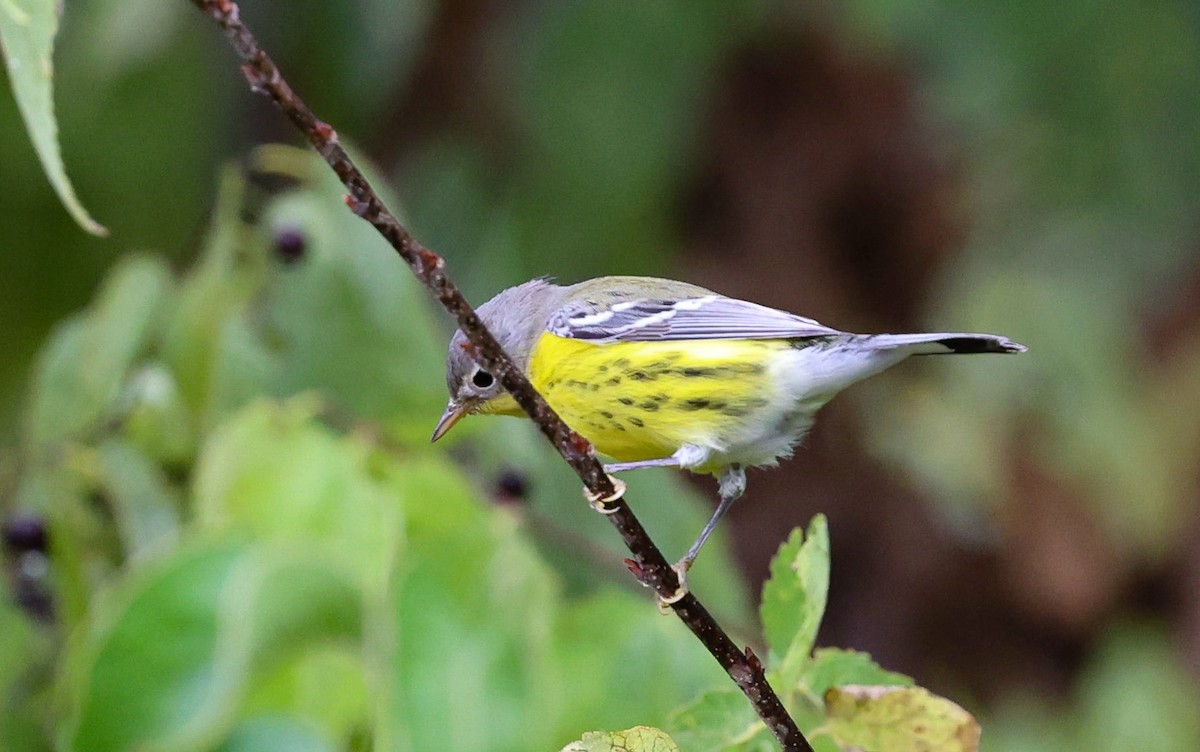 Magnolia Warbler - ML642032798