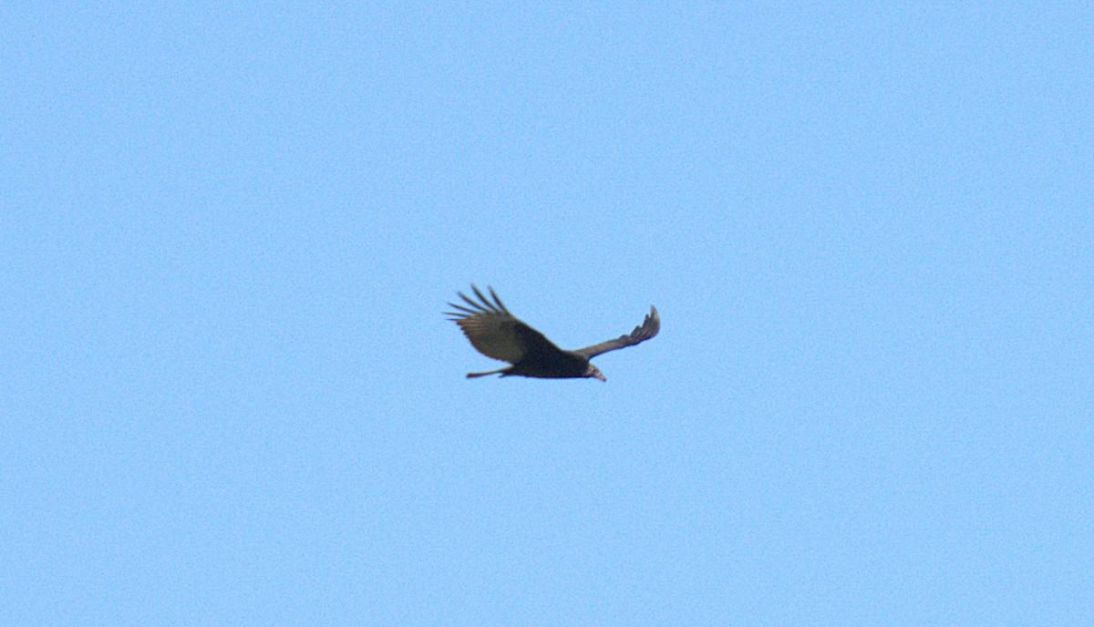 Turkey Vulture - ML642032800
