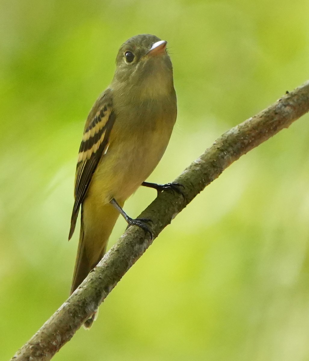 Acadian Flycatcher - ML642032801