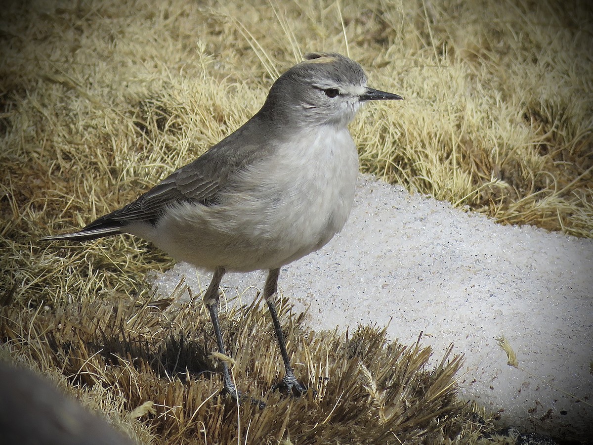 Ochre-naped Ground-Tyrant - ML642032802