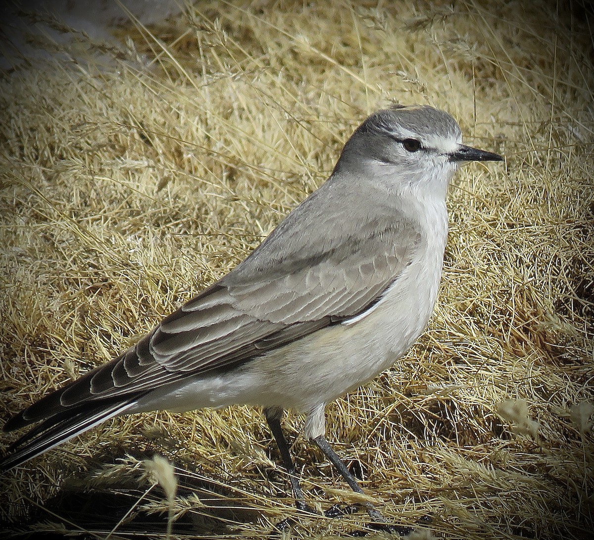 Ochre-naped Ground-Tyrant - ML642032803