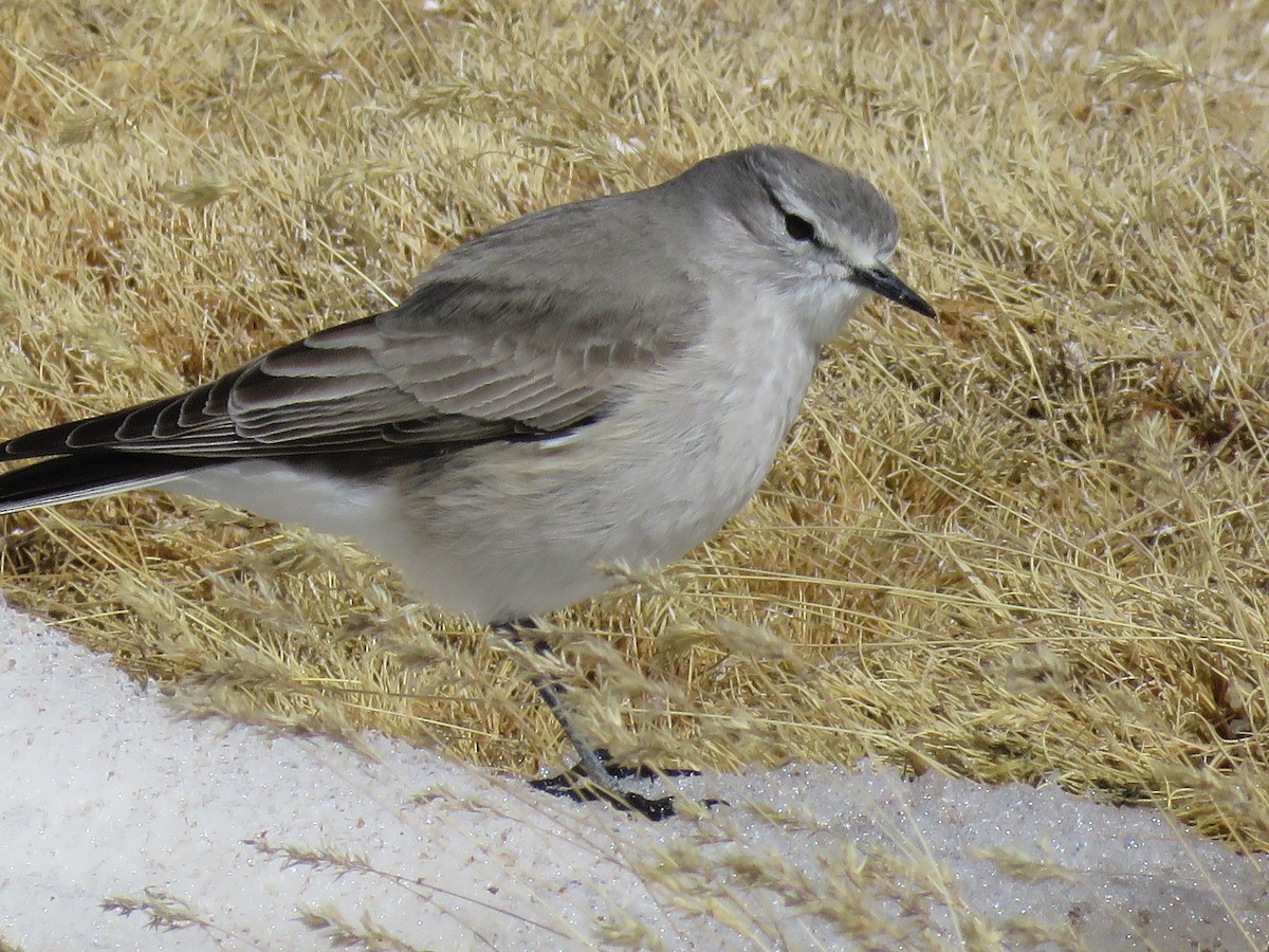 Ochre-naped Ground-Tyrant - ML642032804