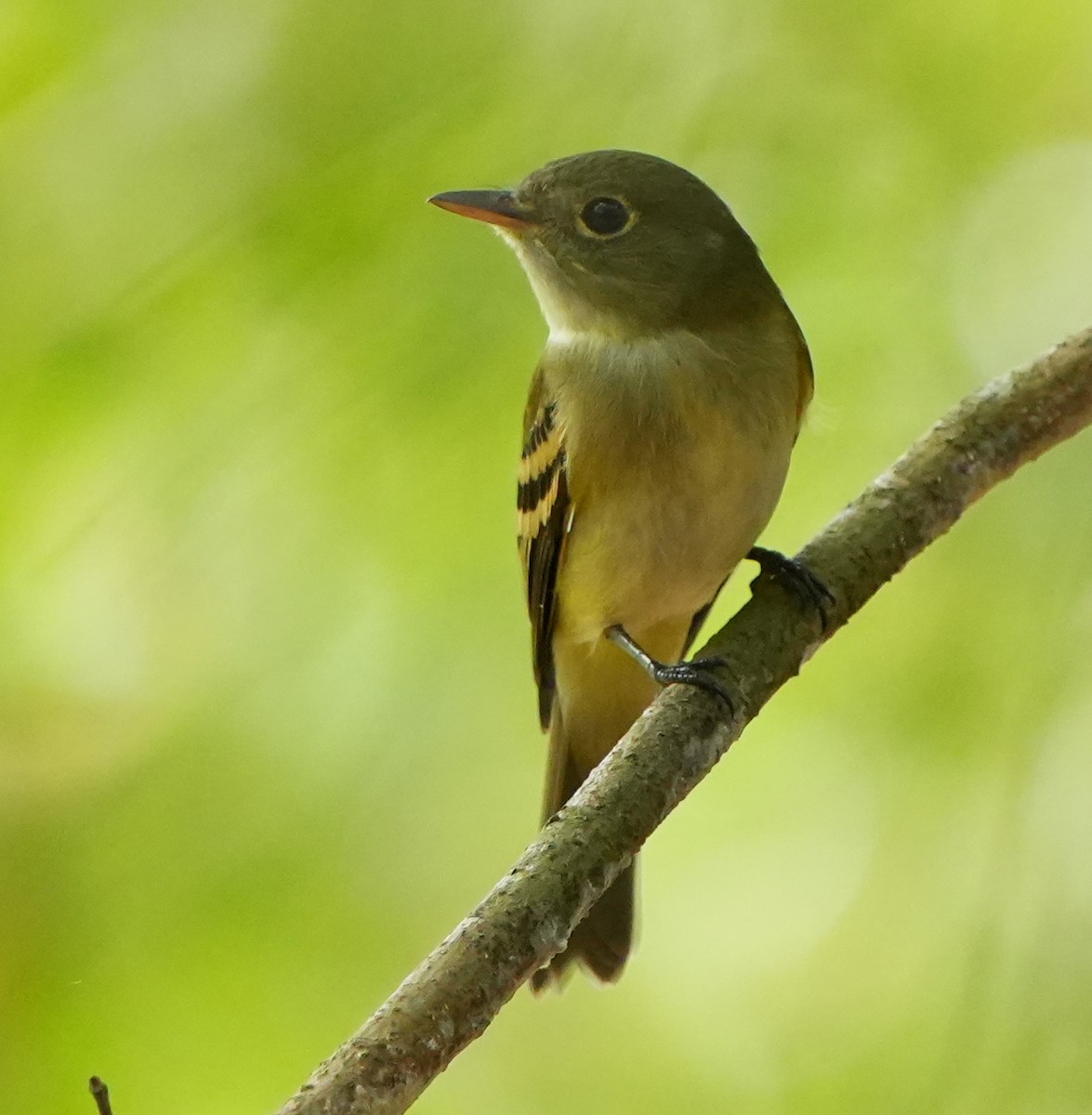Acadian Flycatcher - ML642032809