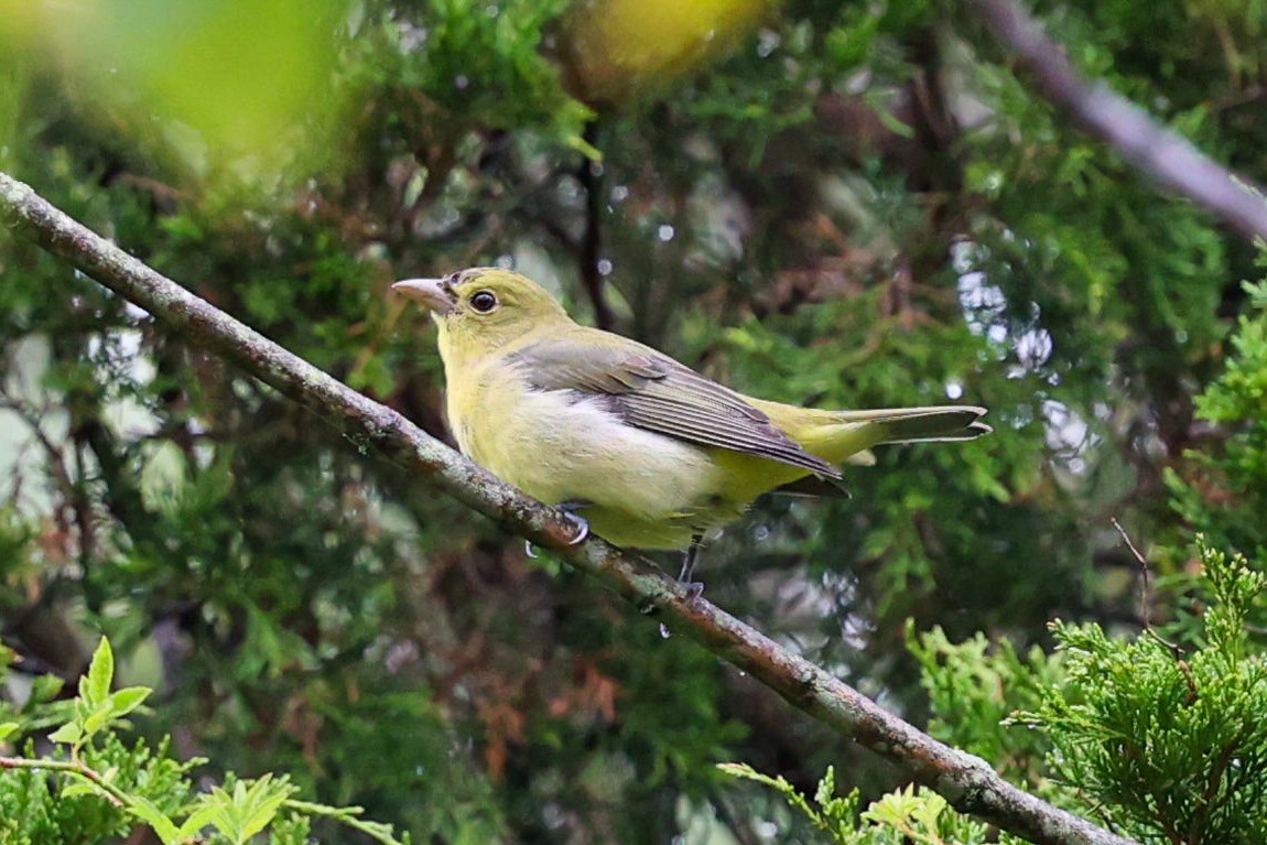 Scarlet Tanager - ML642032813