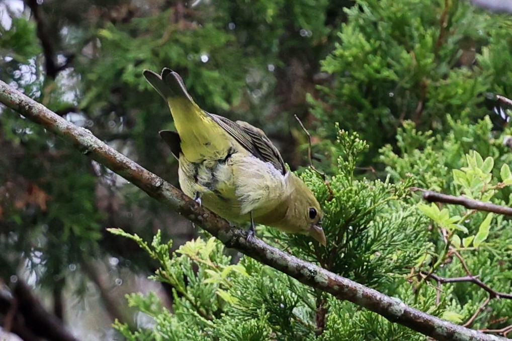 Scarlet Tanager - ML642032815