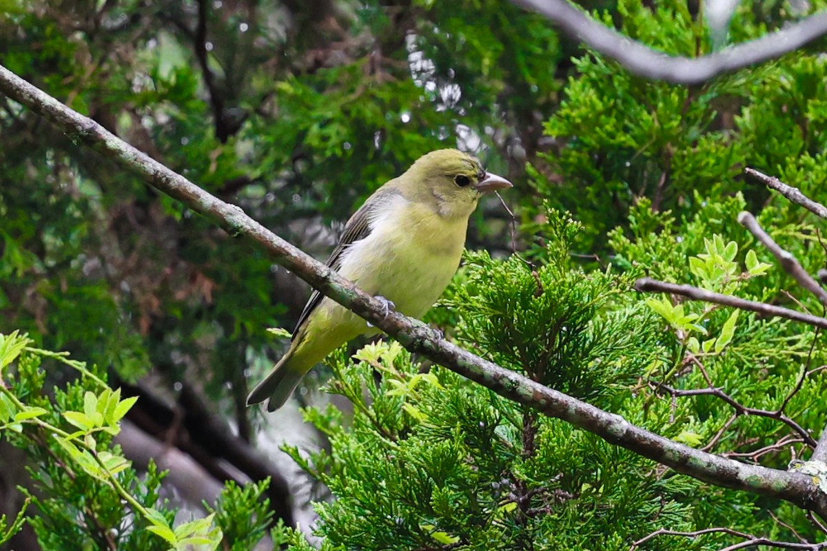 Scarlet Tanager - ML642032816