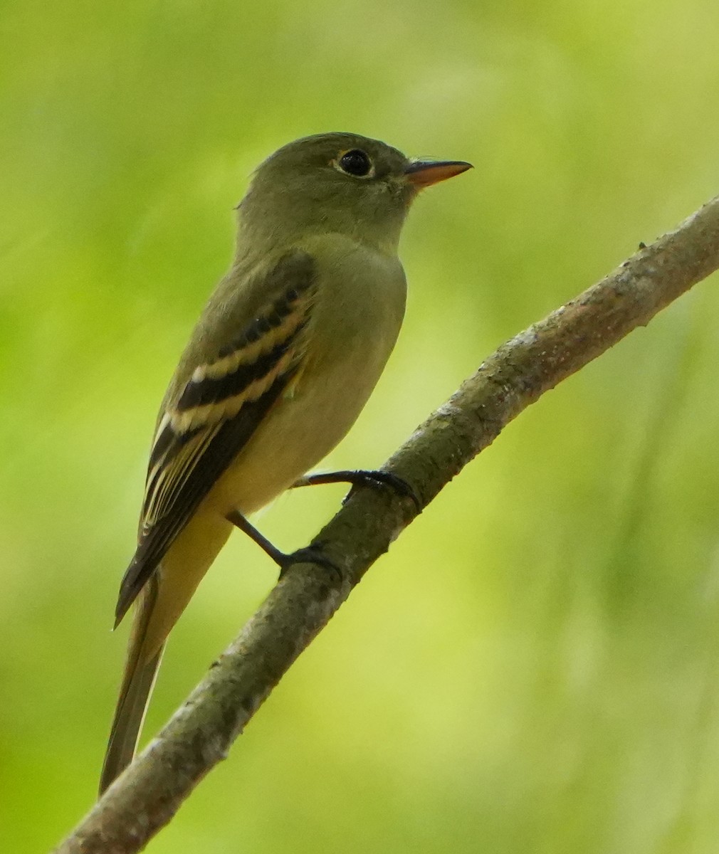 Acadian Flycatcher - ML642032817
