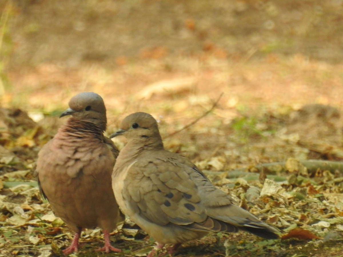 Eared Dove - ML642032818
