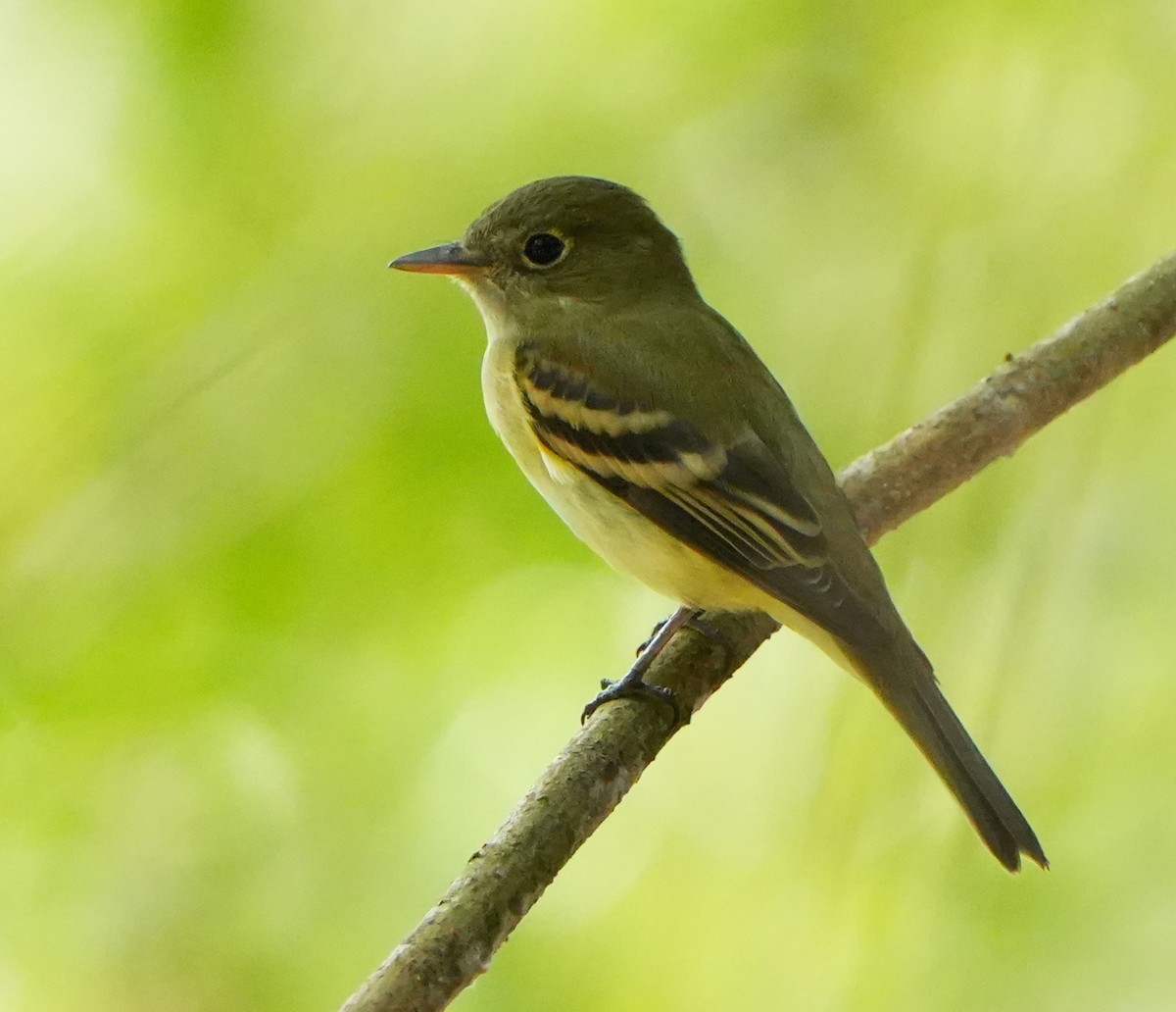 Acadian Flycatcher - ML642032823