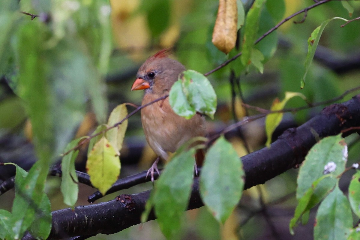 Northern Cardinal - ML642032825