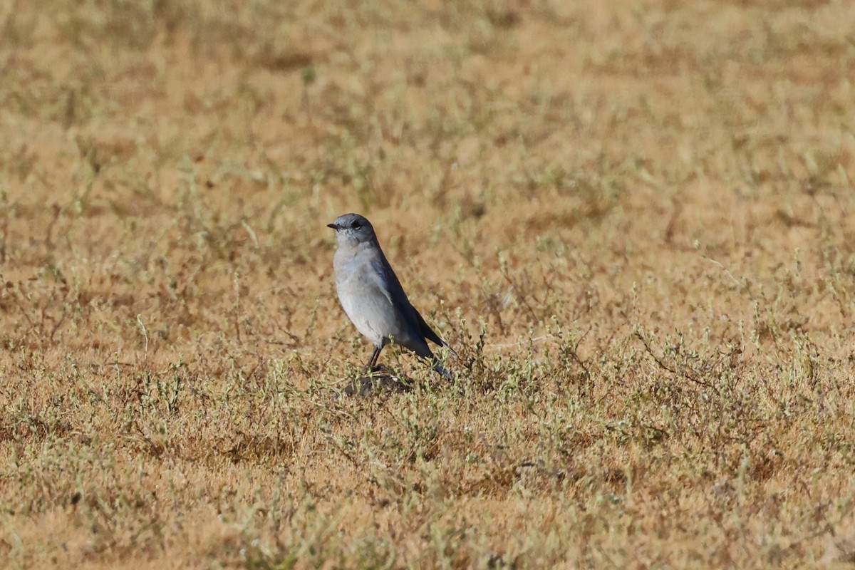 Mountain Bluebird - ML642032826