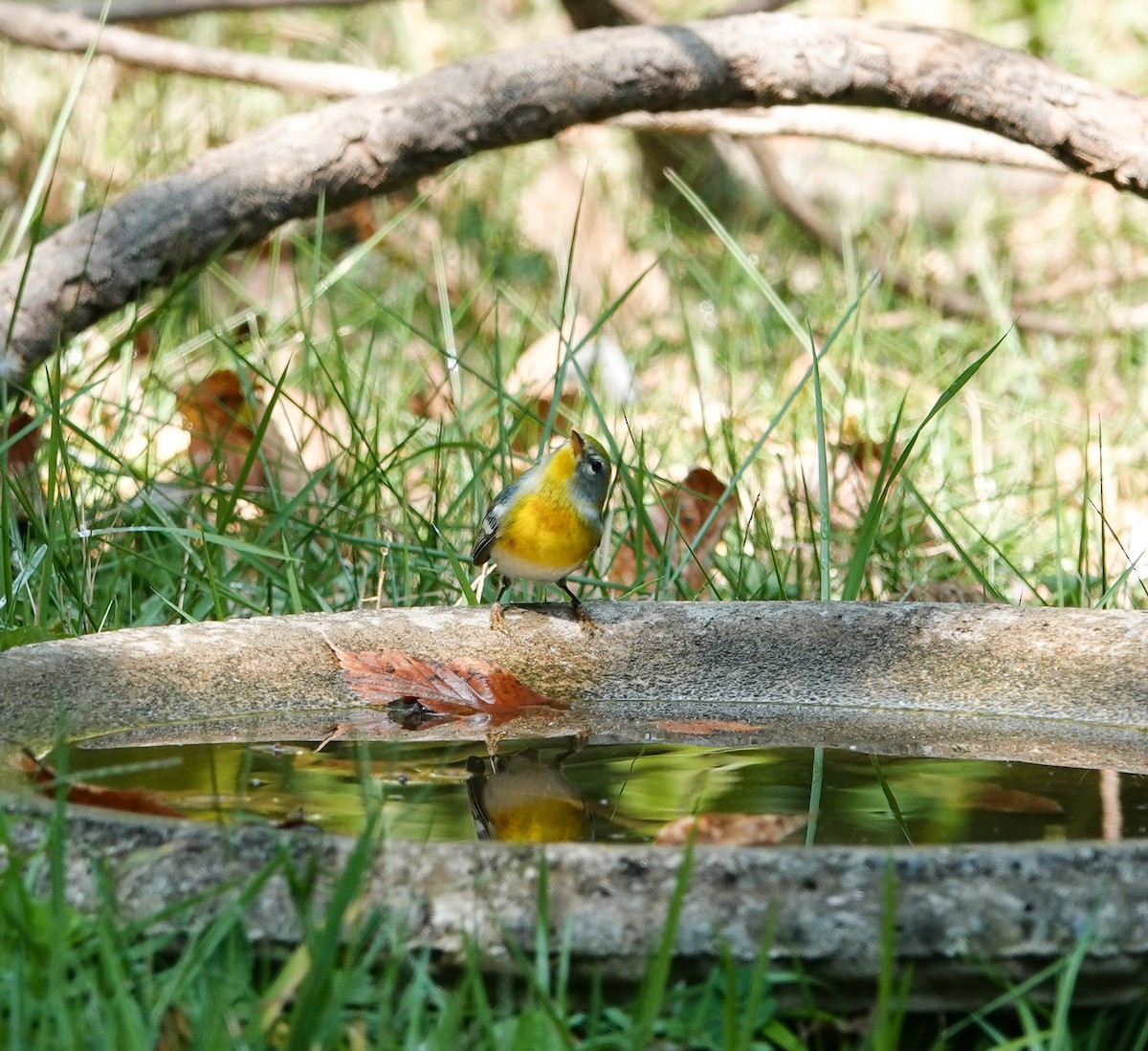 Northern Parula - ML642032827