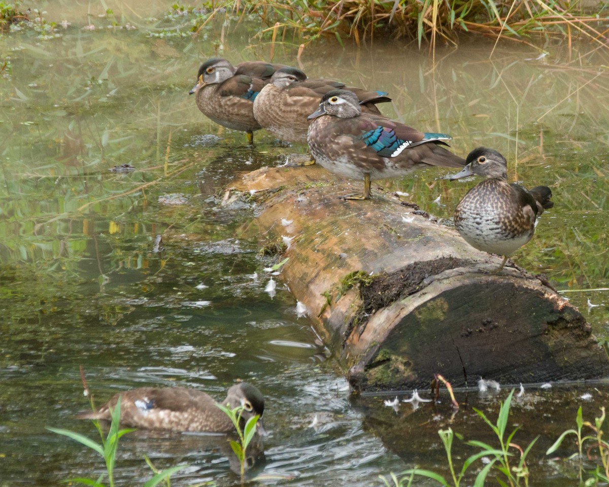 Wood Duck - ML642032828