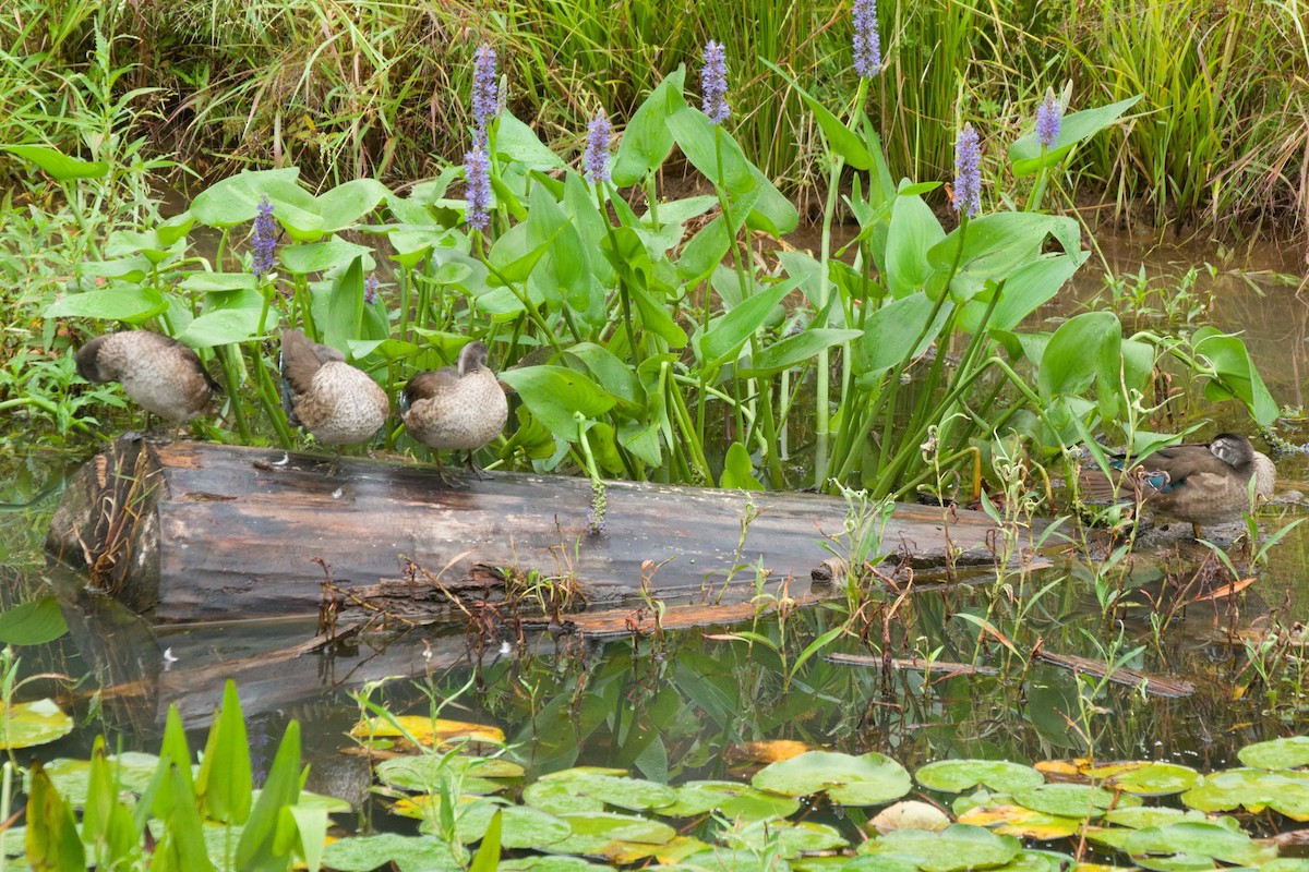 Wood Duck - ML642032831