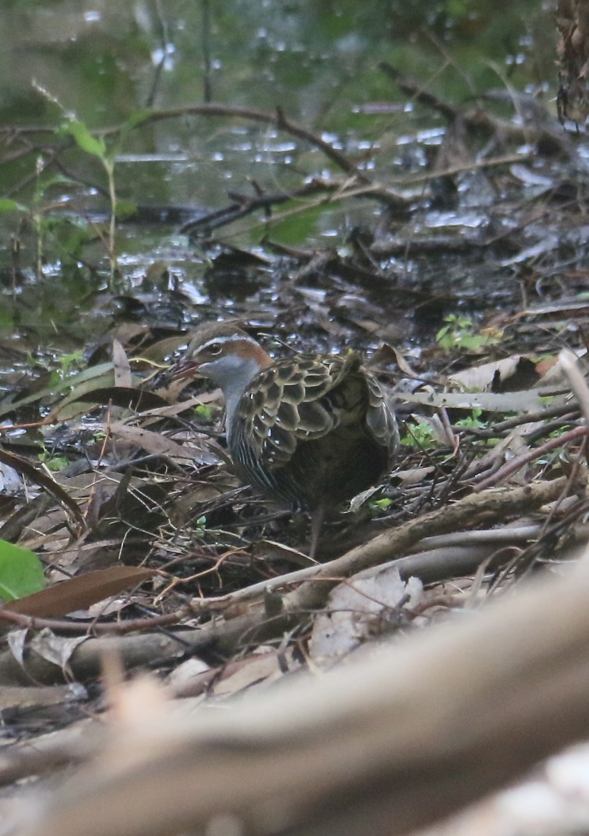 Buff-banded Rail - ML642032832