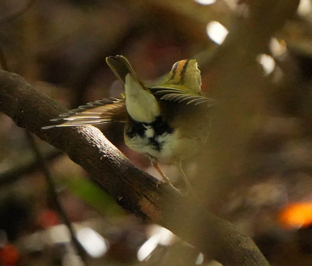 Ovenbird - ML642032833