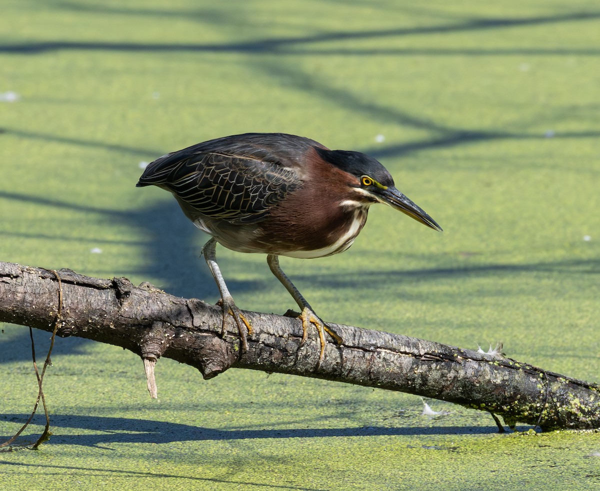 Green Heron - ML642032834