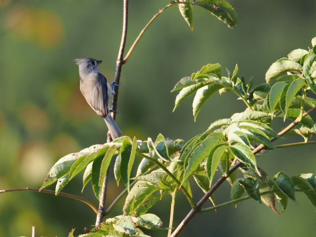 Tufted Titmouse - ML642032836